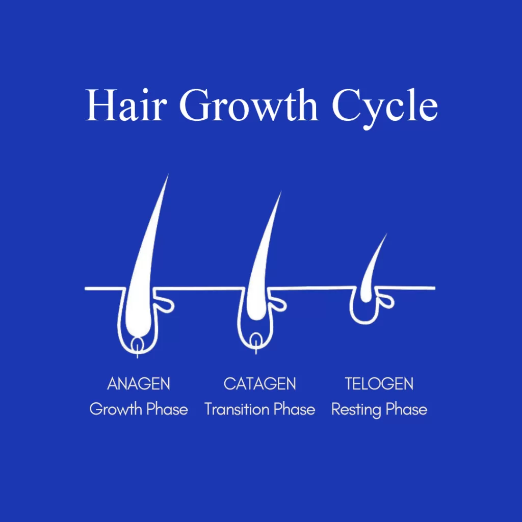 The hair growth cycle helps understand how hair grows.